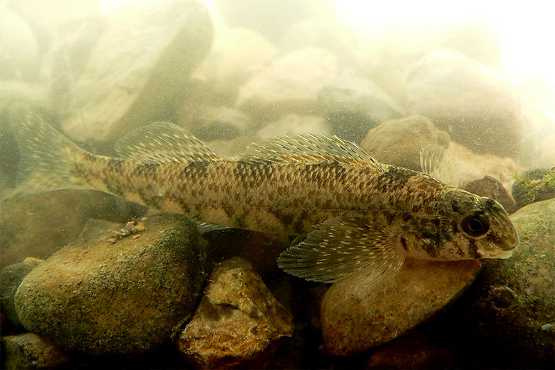 Etheostoma blennoides