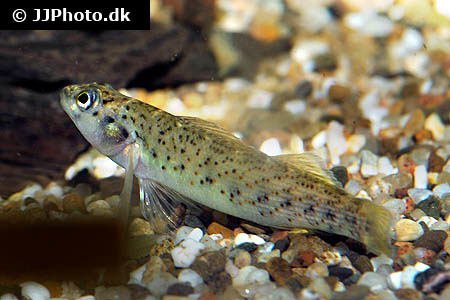 Etheostoma camurum