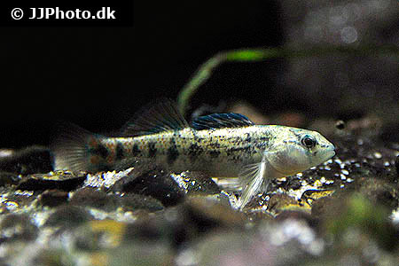 Etheostoma zonale (Banded darter)