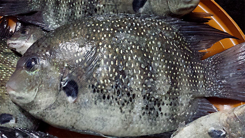 Gestreifter Buntbarsch (Etroplus suratensis)