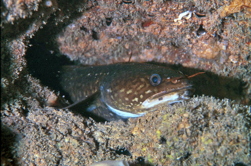 MittelmeerSeequappe (Gaidropsarus mediterraneus)