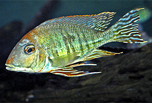 Purchase amoxicillin without prescription