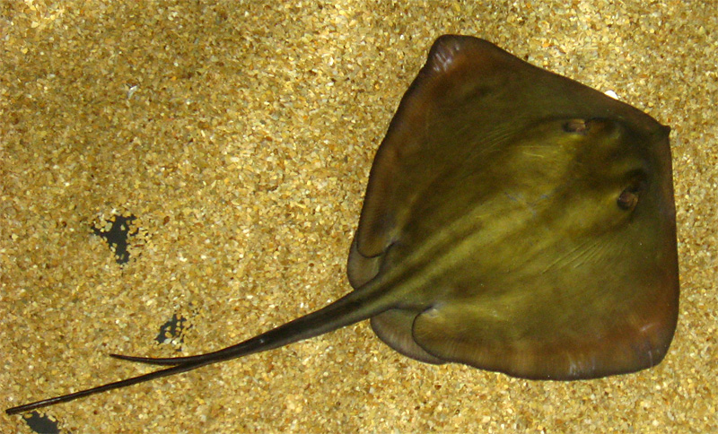 Gewöhnlicher Stechrochen (Dasyatis pastinaca) Fischlexikon