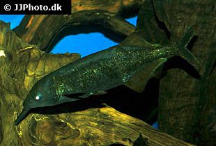 Gnathonemus longibarbis