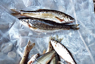 Gesamtliste aller Süß und Salzwasserfische Fischlexikon