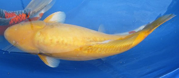 Menemukan Kecantikan Koi Karashigoi Warna Kuning Cerah di Kolam Anda Menemukan Kecantikan Koi Karashigoi Warna Kuning Cerah di Kolam Anda