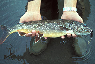 Gesamtliste aller Süß- und Salzwasserfische | Fischlexikon