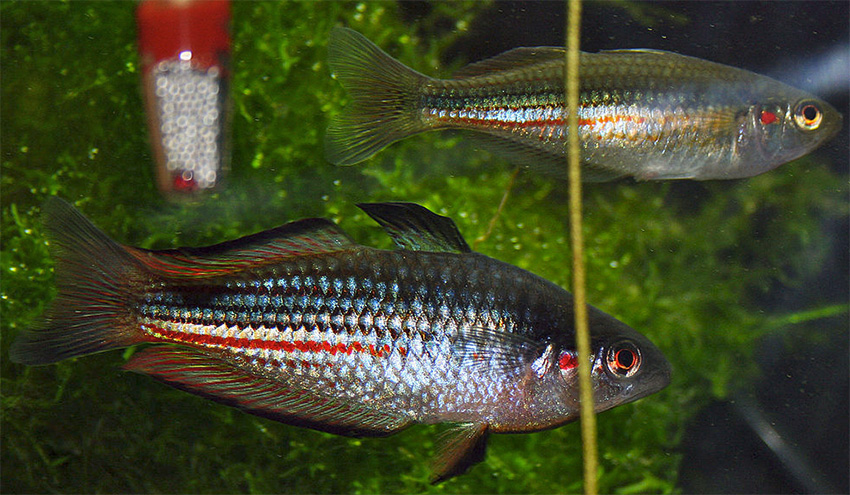 Karmin Regenbogenfisch Melanotaenia Duboulayi Fischlexikon