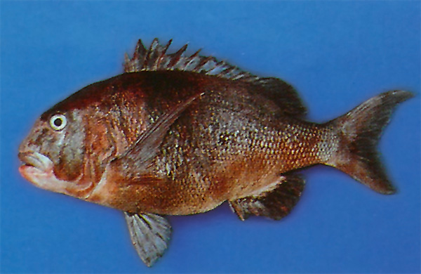 Muschelknacker (Cymatoceps nasutus)