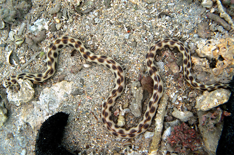 FleckenSchlangenaal (Myrichthys maculosus)