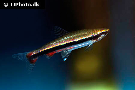 Längsbandziersalmler (Nannostomus beckfordi)