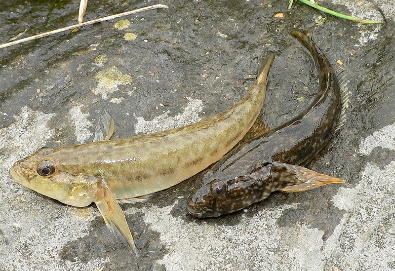 Flussgrundel (Neogobius fluviatilis)