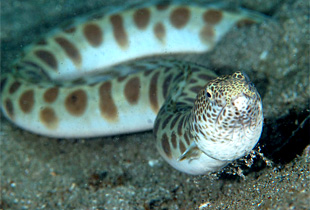 Gesamtliste aller Süß und Salzwasserfische Fischlexikon