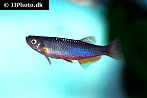 Danio albolineatus var. tweediei