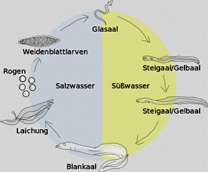 Lebenslauf eines Aals