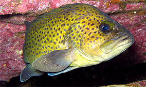 Eastern wirrah (Acanthistius ocellatus)