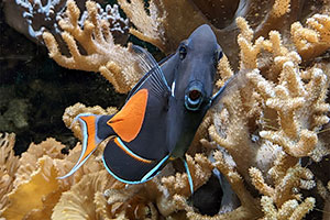 Achilles-Doktorfisch (Acanthurus achilles)