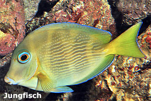 Blauer Doktorfisch (Acanthurus coeruleus)