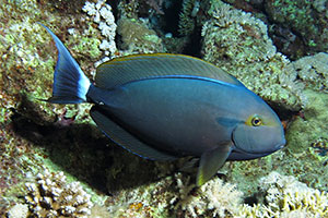 Mönchs-Doktorfisch (Acanthurus gahhm)