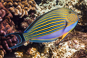 Blaustreifen-Doktorfisch (Acanthurus lineatus)