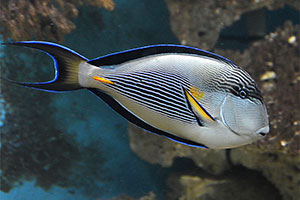 Arabischer Doktorfisch (Acanthurus sohal)