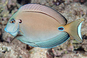 Kreisdorn-Doktorfisch (Acanthurus tennentii)