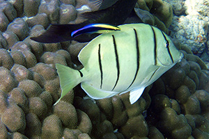 Sträflings-Doktorfisch (Acanthurus triostegus)