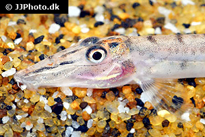 Pferdekopfschmerle (Crenicichla scottii)