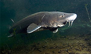 Weißer Stör (Acipenser transmontanus)