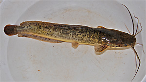 Afrikanischer Raubwels (Clarias gariepinus)