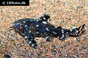 Kammdornwels (Agamyxis pectinifrons)