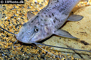 Stier-Antennenwels (Aguarunichthys torosus)