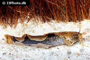 Akysis portellus