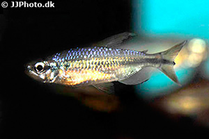 Roter Kongosalmler (Alestopetersius brichardi)