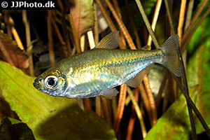 Gelber Kongosalmler (Alestopetersius caudalis)