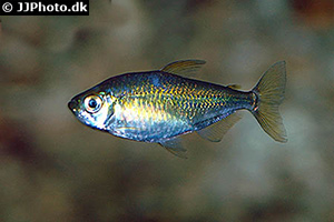 Flammenkongosalmler (Alestopetersius nigropterus)