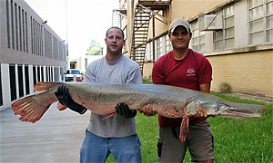 Alligatorhecht (Atractosteus spatula)