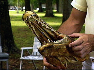 Alligatorhecht (Atractosteus spatula)