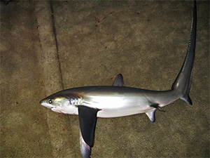 Pazifischer Fuchshai (Alopias pelagicus)