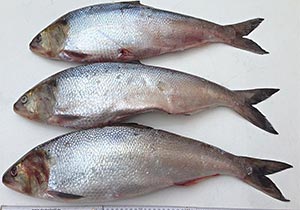 Maifisch (Alosa alosa)