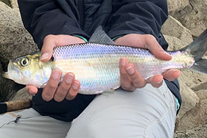 Hickory shad (Alosa mediocris)