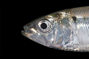 American shad (Alosa sapidissima)