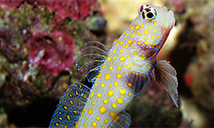 Amblyeleotris guttata