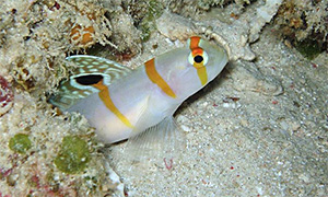 Randall´s Partnergrundel (Amblyeleotris randalli)