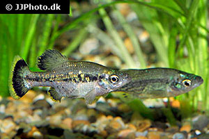 Ameca splendens