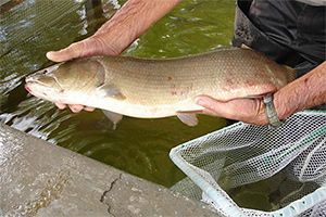 Kahlhecht (Amia calva)