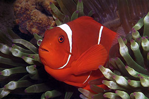 Samtanemonenfisch (Amphiprion biaculeatus)