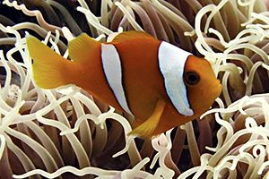 Chagos-Anemonenfisch (Amphiprion chagosensis)