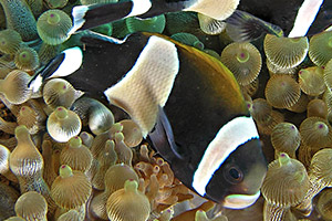 Weißband-Anemonenfisch (Amphiprion latezonatus)