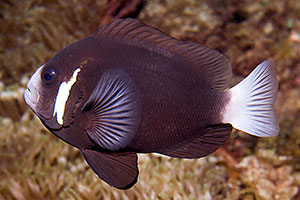 McCullochs Anemonenfisch (Amphiprion mccullochi)